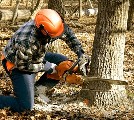Tree Removal in Kents Store, VA